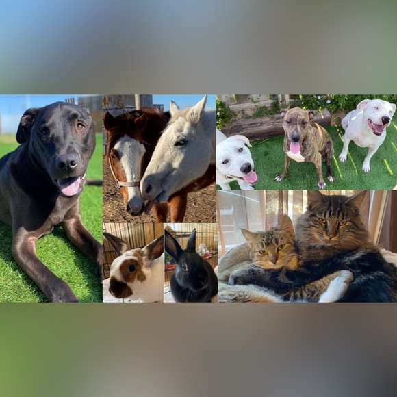 🧡MORE ABOUT OUR NONPROFIT🧡THANK YOU FOR YOUR SUPPORT! - Picture 9 of 16